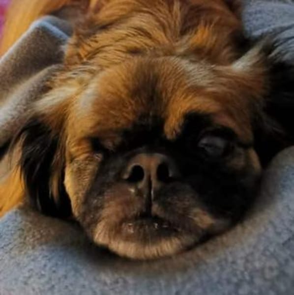 Bubble -ist ein lieber freundlicher Rüde