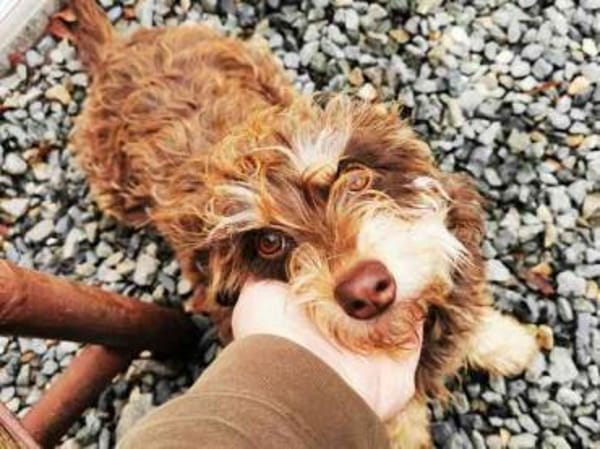 Kelly,lieb u. verschmust