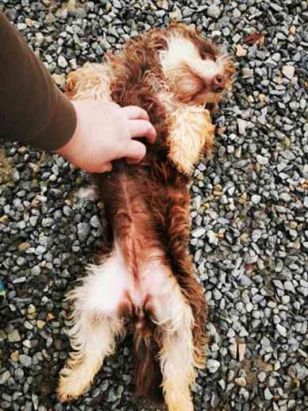 Kelly,lieb u. verschmust