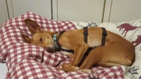 Kira12 sucht ein Zuhause