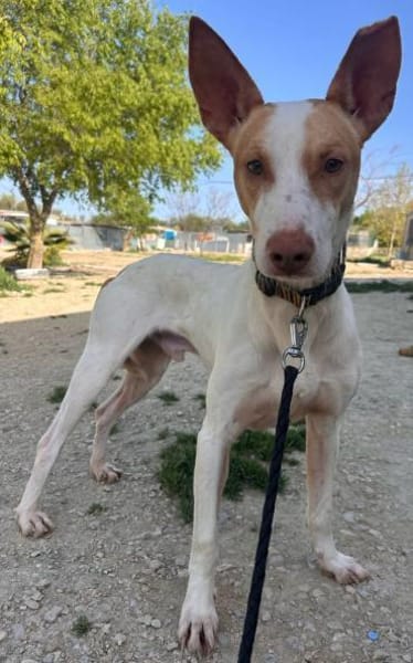 Newton, noch schüchtern