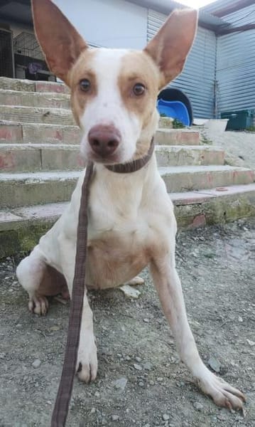 Newton, noch schüchtern