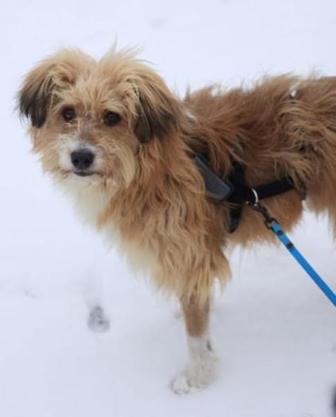 Willi, geb. ca. 09/2023, 30655 Hannover