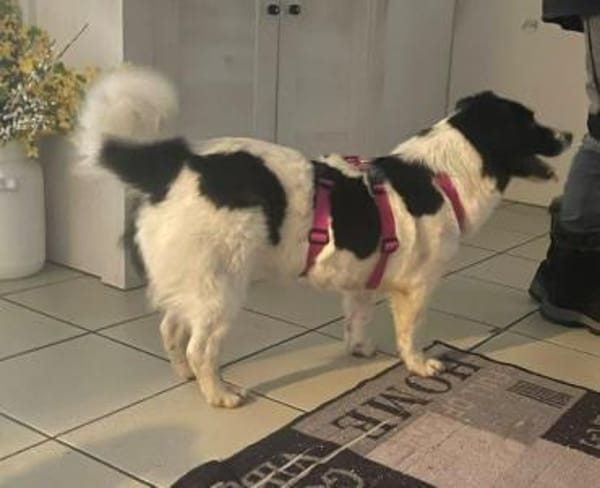 Traumhündin Sissi auf PS in 91247