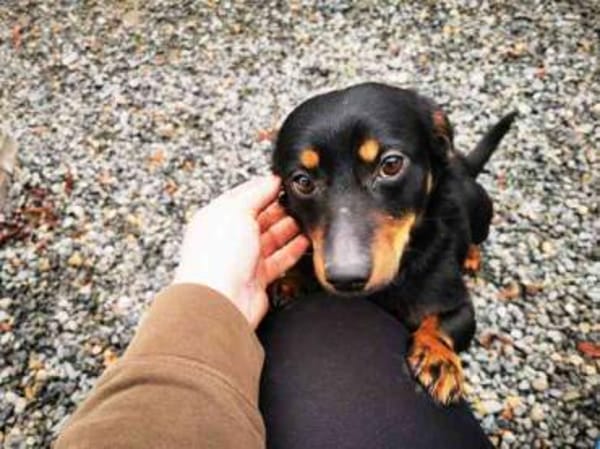 Turbo sehr lieb u. anhänglich