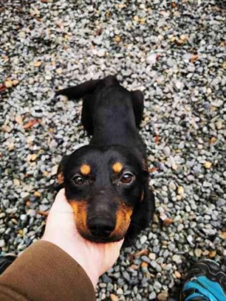 Turbo sehr lieb u. anhänglich