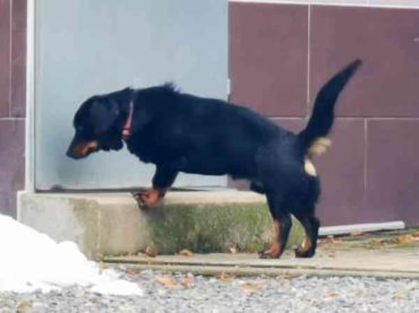 Turbo sehr lieb u. anhänglich