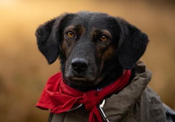 Rea sucht ihre Menschen