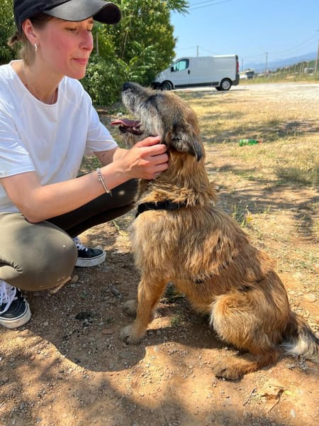 Milli, Terriermix-Hündin auf Heimatsuche