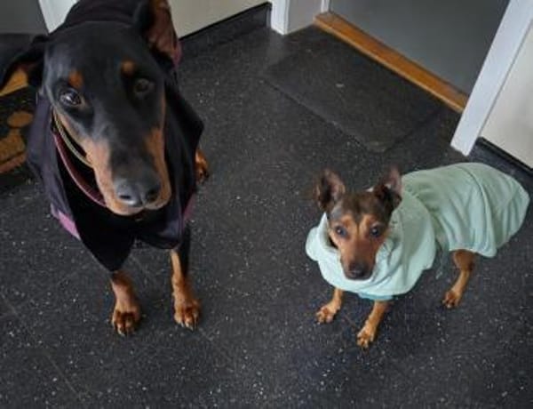 Cane1 sucht ein Zuhause