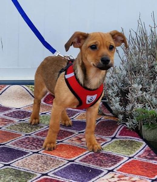 Zauberhafte Kloè in 56220 Bassenheim