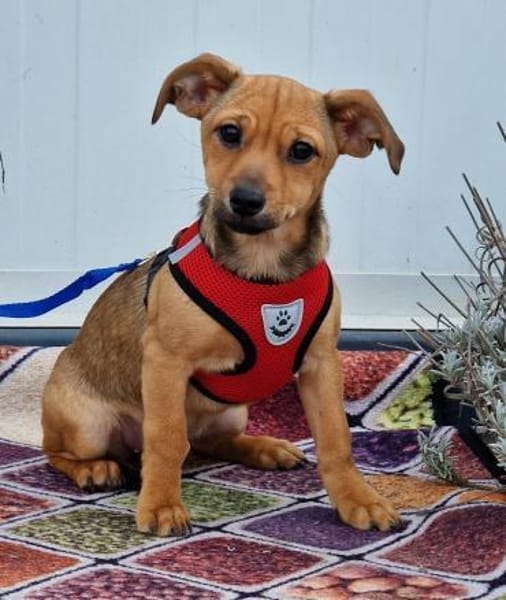 Zauberhafte Kloè in 56220 Bassenheim