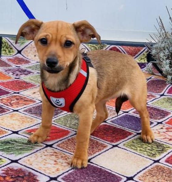 Zauberhafte Kloè in 56220 Bassenheim