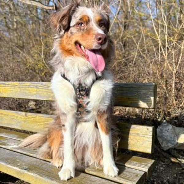 Holly - suchen ländliches,ruhiges Heim