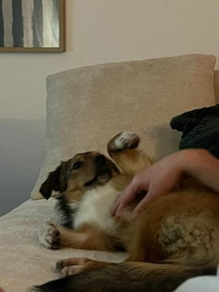 Haily - sucht geduldige Herzensmenschen