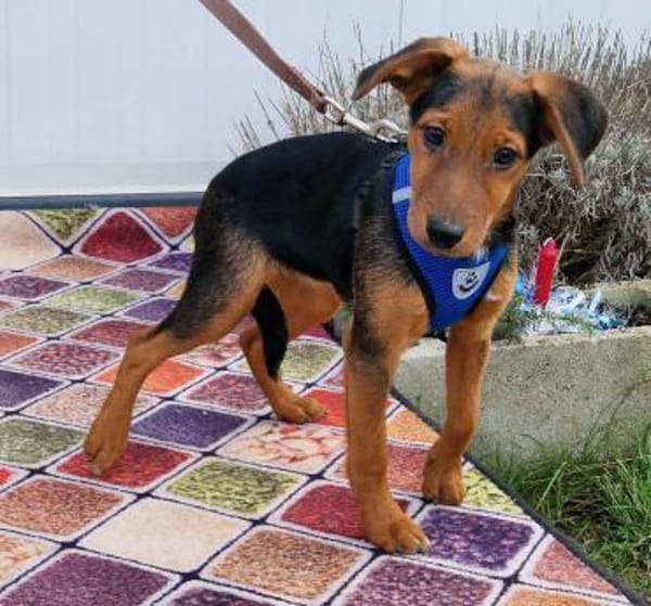 Sonnenschein Manda in 25436 Tornesch