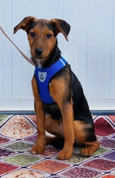 Sonnenschein Manda in 25436 Tornesch