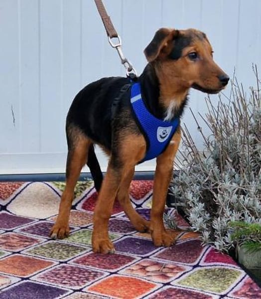 Sonnenschein Manda in 25436 Tornesch