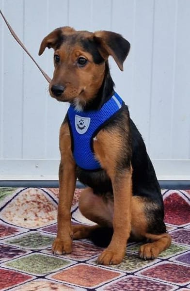 Sonnenschein Manda in 25436 Tornesch