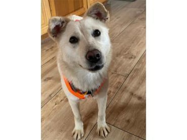 Yona - wartet in 28790 Schwanewede