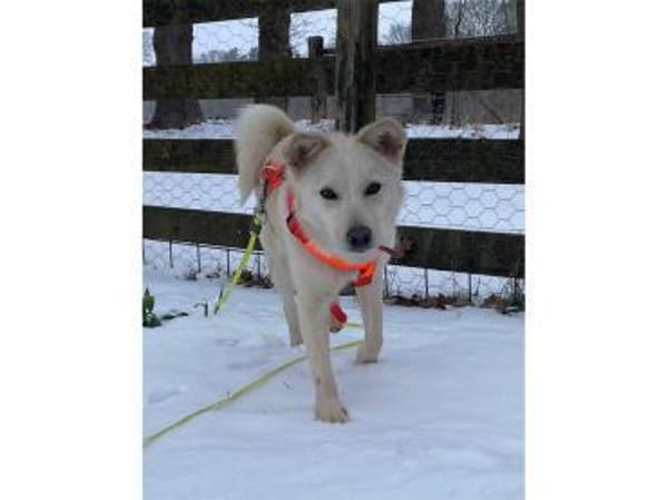 Yona - wartet in 28790 Schwanewede