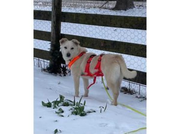 Yona - wartet in 28790 Schwanewede