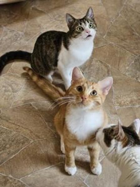 JUSTUS - geb. 05/2023 - mk