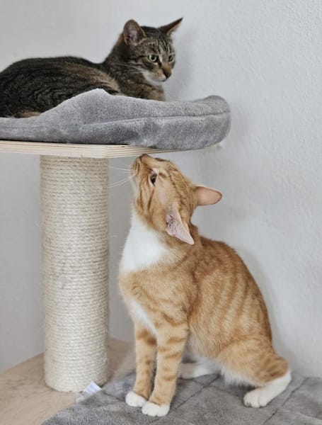 JUSTUS - geb. 05/2023 - mk