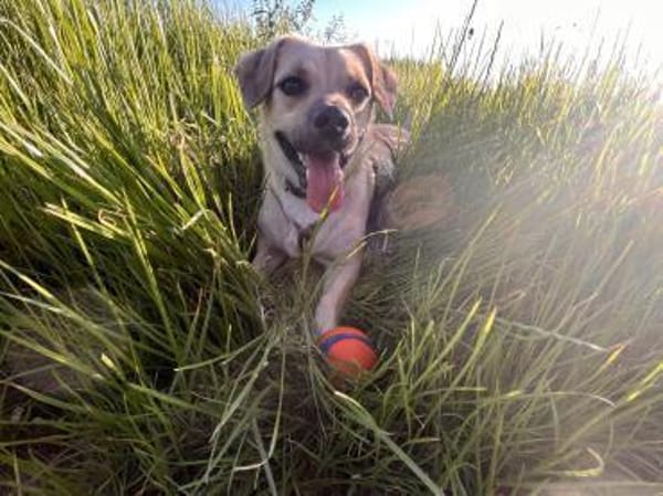 Wer verliebt sich in den süßen Simba?