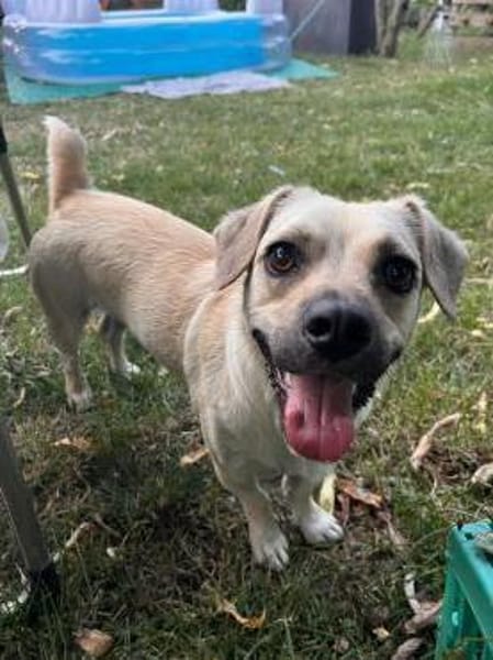 Wer verliebt sich in den süßen Simba?