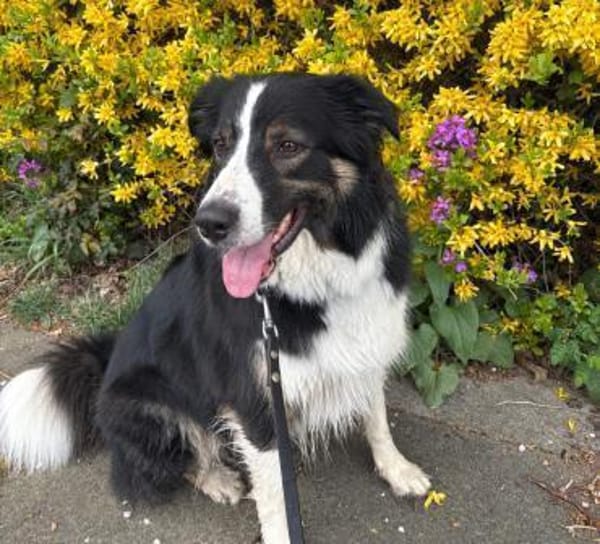 Boey sucht erfahrene, aktive Menschen