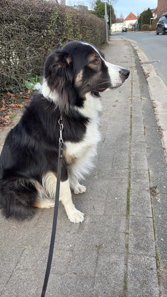 Boey sucht erfahrene, aktive Menschen