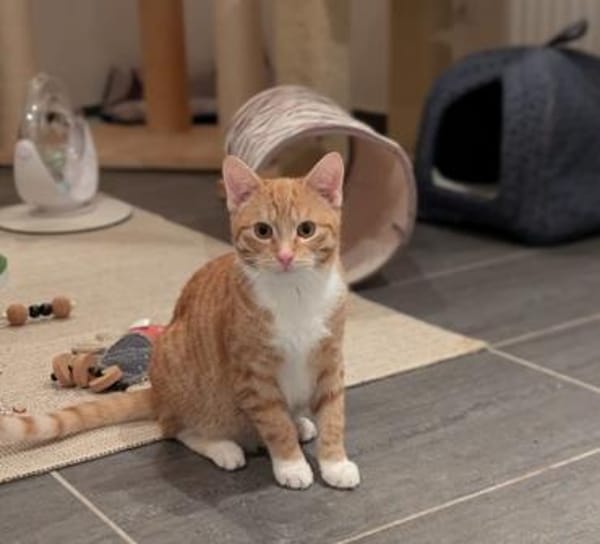 Stane - ein kleiner Rohdiamant