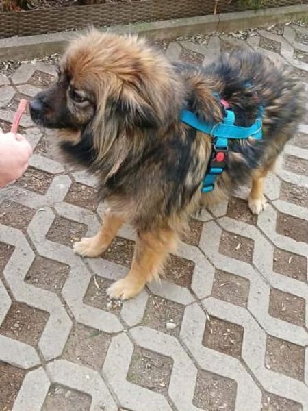 Bucky - ein liebenswerter Bub