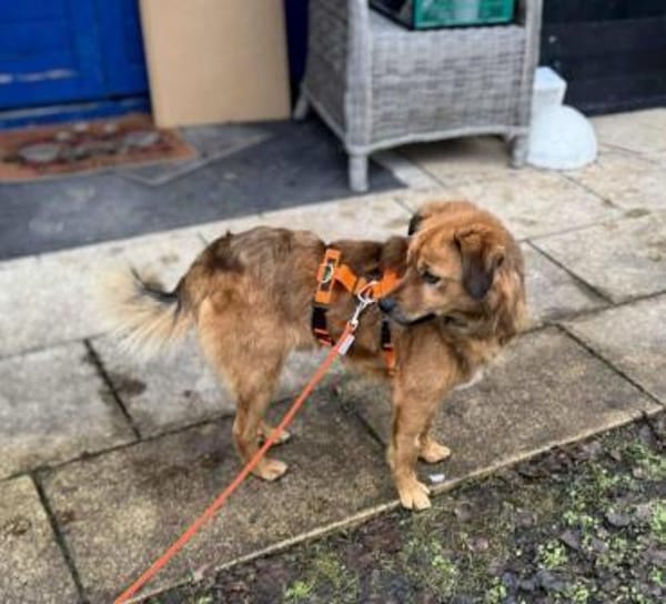 super lieber Denver auf PS in 80999