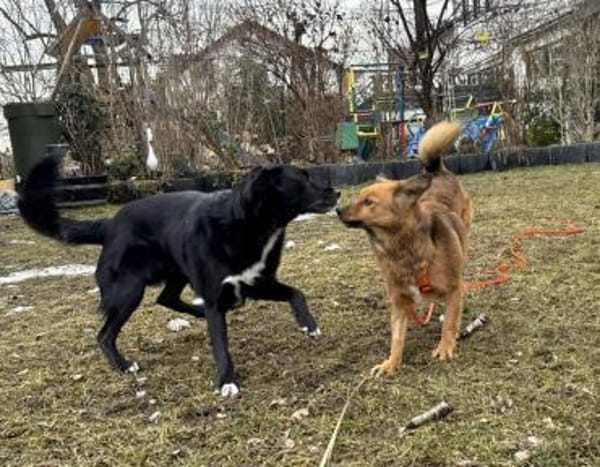 super lieber Denver auf PS in 80999