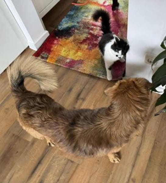 super lieber Denver auf PS in 80999