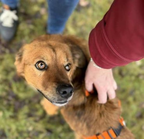 super lieber Denver auf PS in 80999