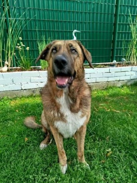 Maja sucht dringend ein neues Zuhause