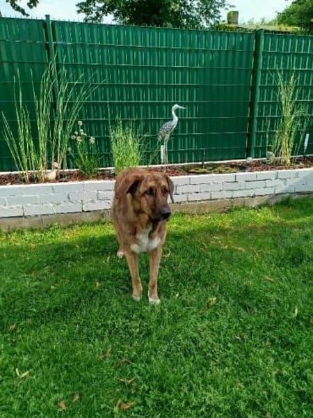 Maja sucht dringend ein neues Zuhause