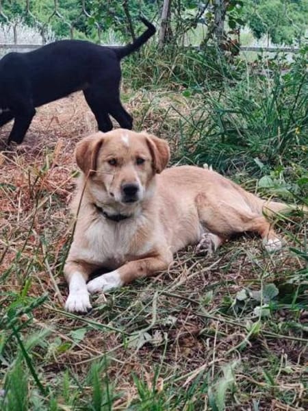 Der kleine Frito wartet auf ein Wunder!