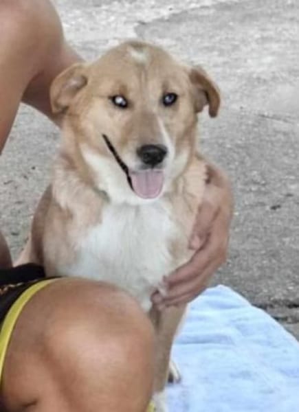 Der kleine Frito wartet auf ein Wunder!