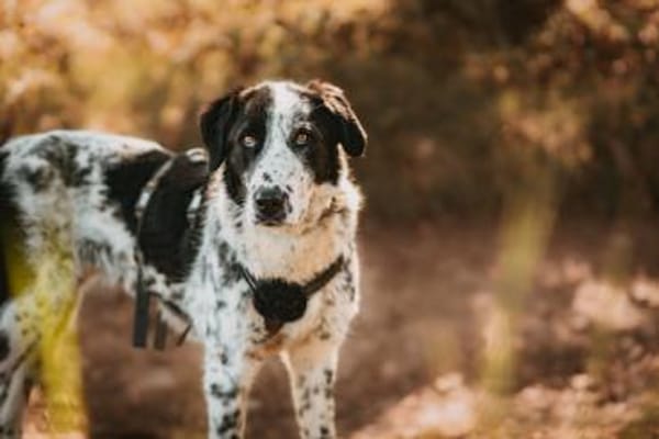 Liguria wartet in ihrer Pflegestelle