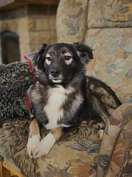 Skip 💖  Ein junger Hund auf der Suche