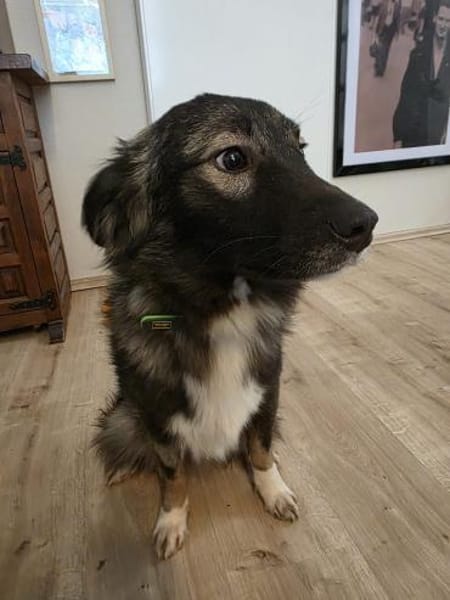 Skip 💖  Ein junger Hund auf der Suche