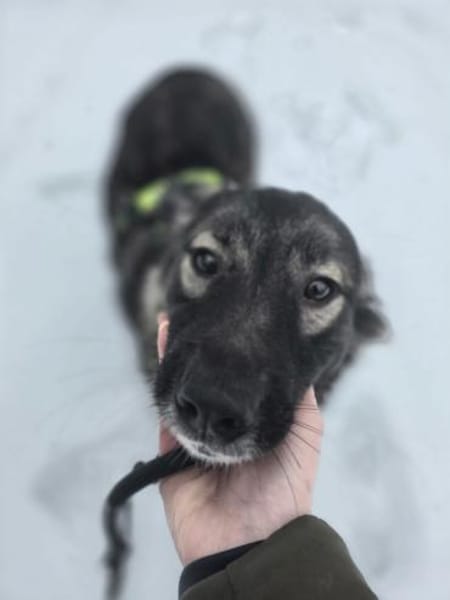 Skip 💖  Ein junger Hund auf der Suche