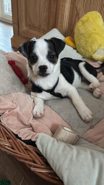 Mili  ein kleiner Welpe mit einem schwe