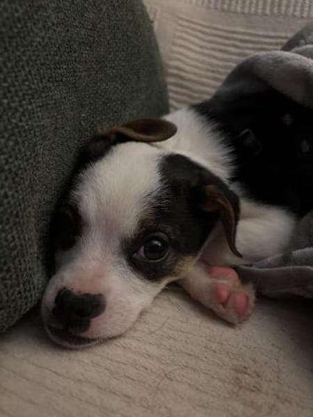 Mili  ein kleiner Welpe mit einem schwe