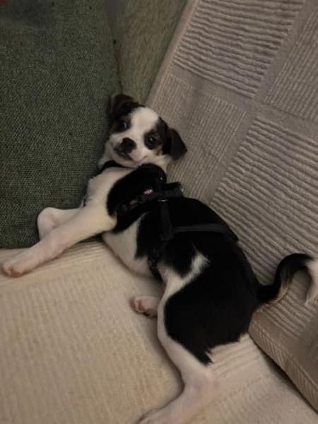 Mili  ein kleiner Welpe mit einem schwe