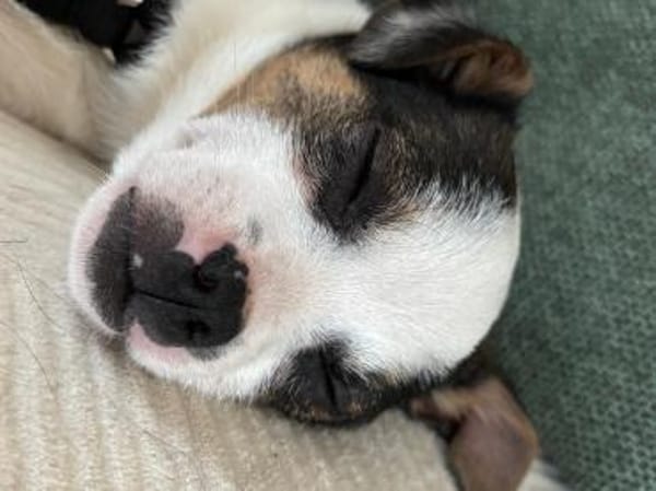 Mili  ein kleiner Welpe mit einem schwe